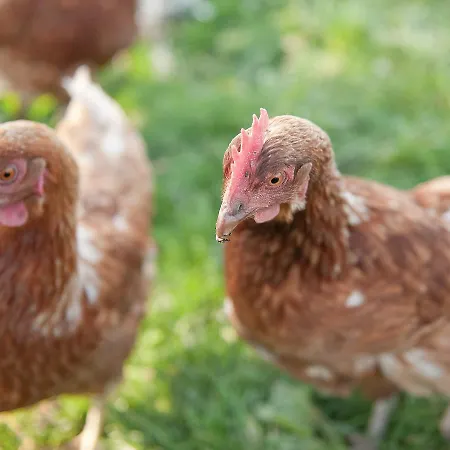 Ferienhaus Fat Hen *